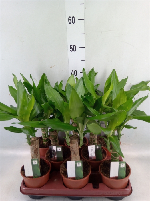 <h4>Dracaena frag. 'Steudneri'</h4>