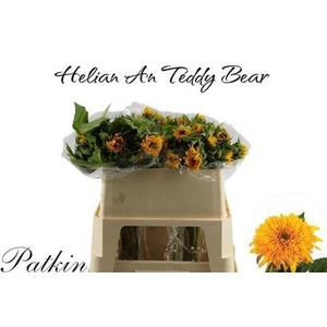 Helianthus Teddy Bear