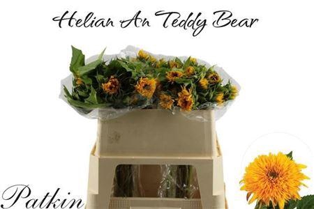 <h4>Helianthus Teddy Bear</h4>