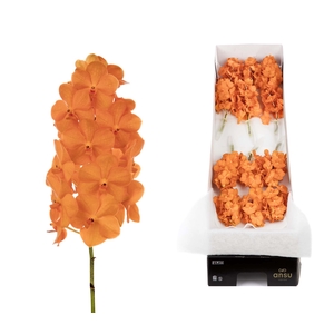 Vanda 12 tak Princess Orange