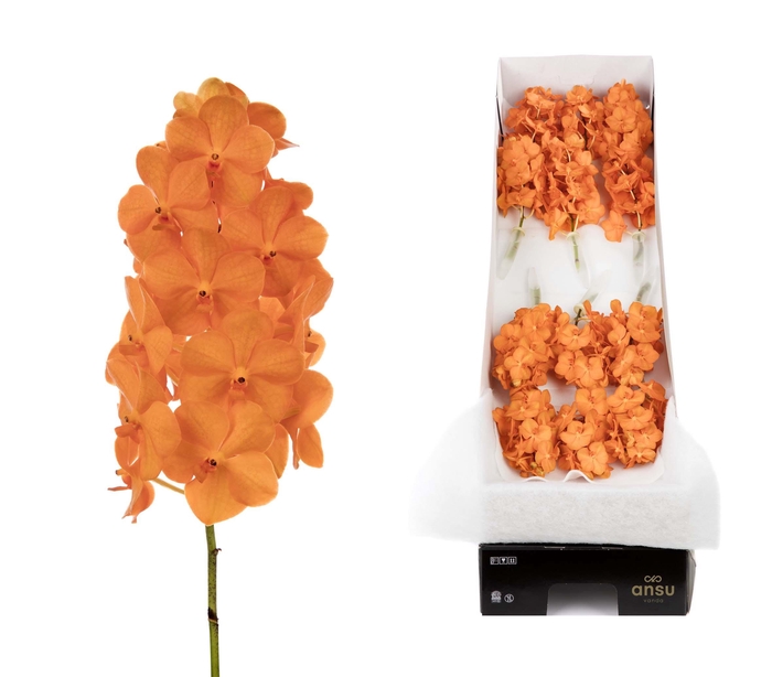 Vanda 12 tak Princess Orange
