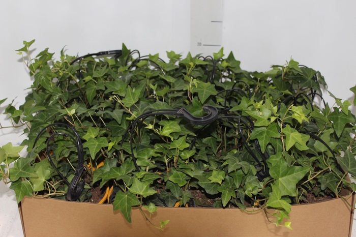 <h4>HEDERA VERDE C13</h4>