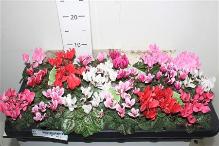 <h4>Cycl Kl Sup Micro</h4>