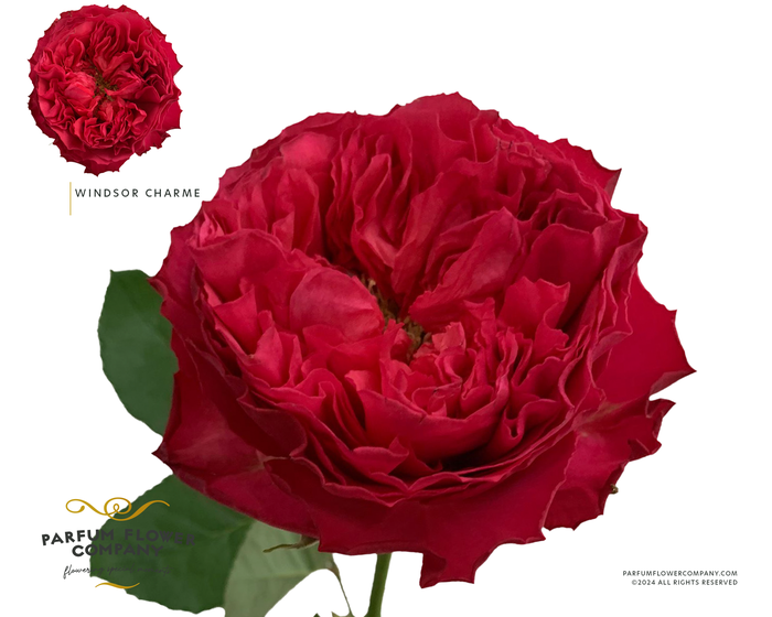 <h4>Rosa Garden Windsor Charme</h4>