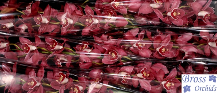 <h4>CYMB T TRINITY</h4>