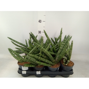 Sansevieria cyl.  ...