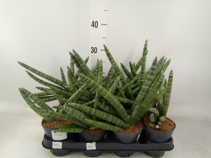 <h4>Sansevieria cyl.  ...</h4>