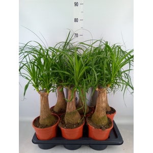 Beaucarnea recurvata