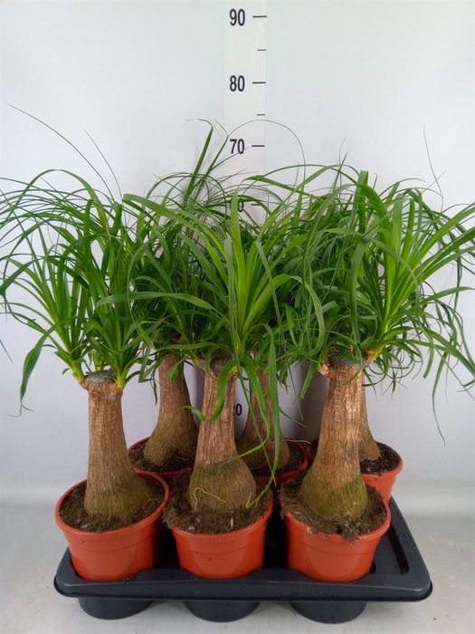 <h4>Beaucarnea recurvata</h4>