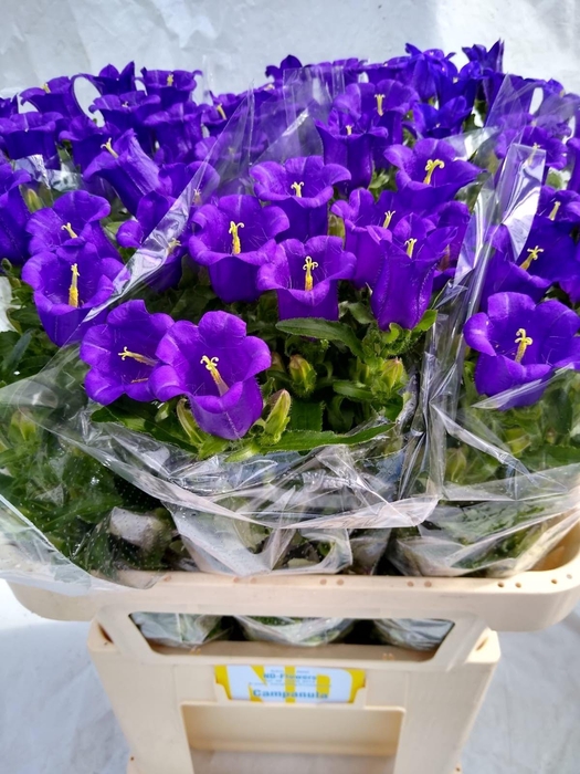 <h4>CAMP M CHAMPION BLUE</h4>