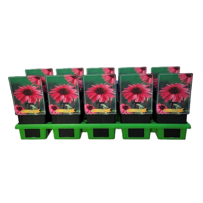 <h4>Echinacea purpurea</h4>