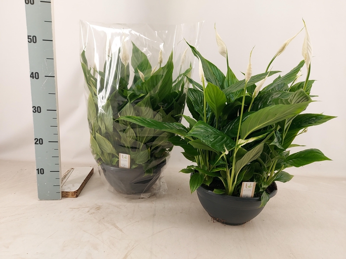 <h4>SPATH CHOPIN</h4>