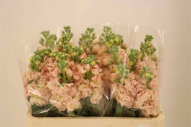 <h4>MATTH IRON APRICOT</h4>