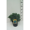 Juniperus squamata Blue Star