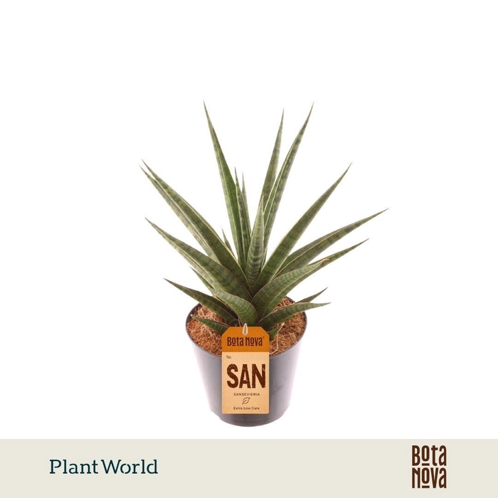 <h4>Sansevieria 'Boogie Woogie'</h4>