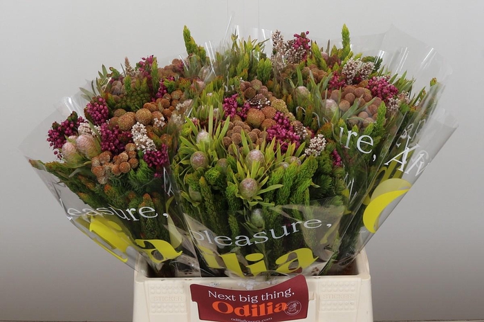 <h4>BQ Wild Flower</h4>