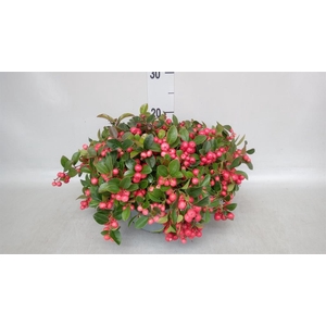 Gaultheria proc.
