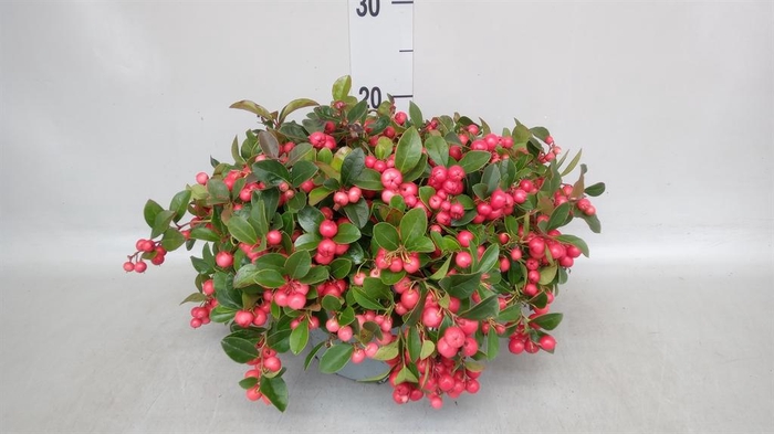 <h4>Gaultheria proc.</h4>