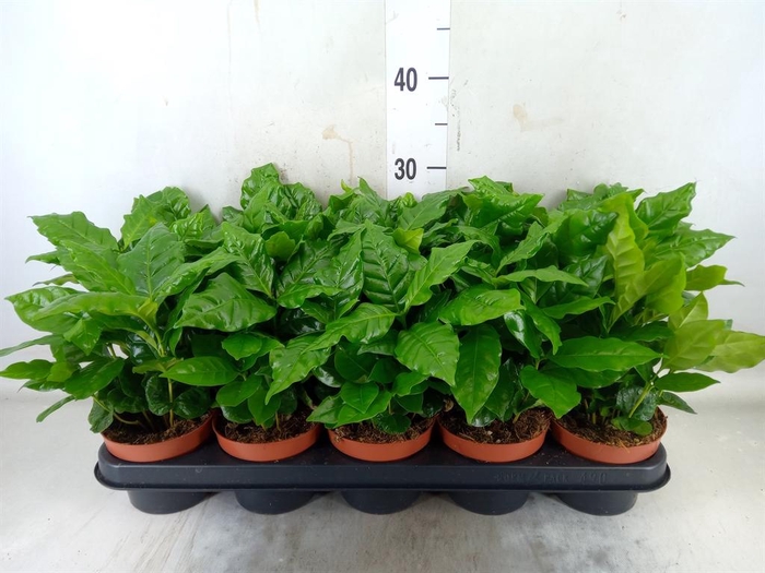 <h4>Coffea arabica</h4>