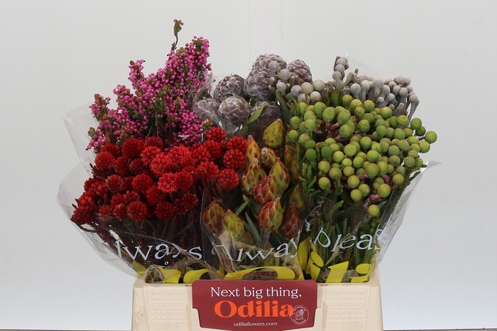 <h4>Kaaps Groen Mix in emmer</h4>