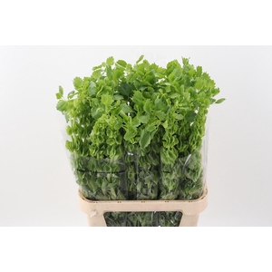 MOLUCCELLA LAEVIS