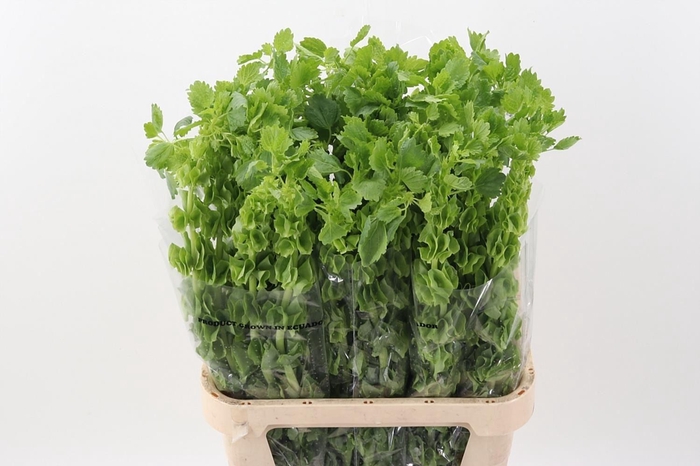 <h4>MOLUCCELLA LAEVIS</h4>
