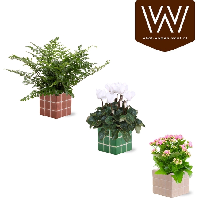 <h4>Collectie 'NaturalBubble' Bloeimix in Keramiek Pip</h4>