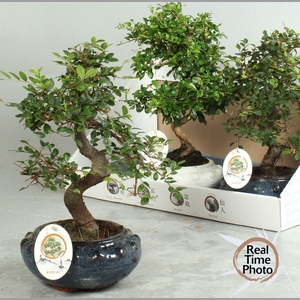 BONSAI GEM