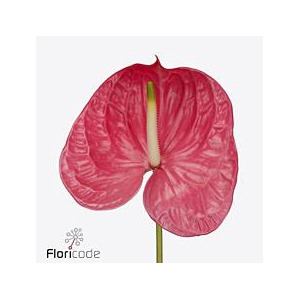 Anthurium caribo