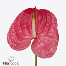 <h4>Anthurium caribo</h4>