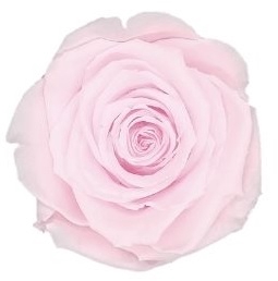 <h4>Roos XL pin-89</h4>