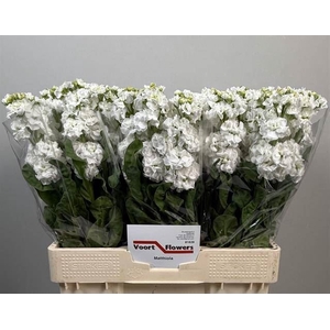 MATTH STOX WHITE