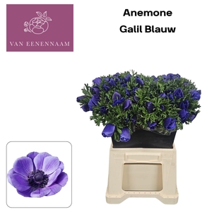 ANEM CO GALIL BLAUW