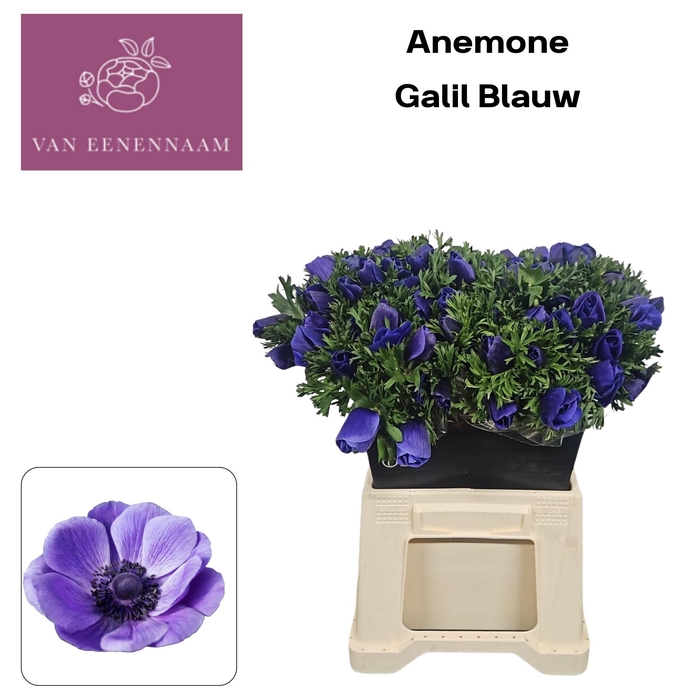 <h4>ANEM CO GALIL BLAUW</h4>