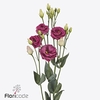 Lisianthus do rosita red