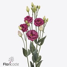 Lisianthus do rosita red