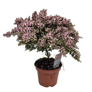 Thryptomene Saxicola Stem