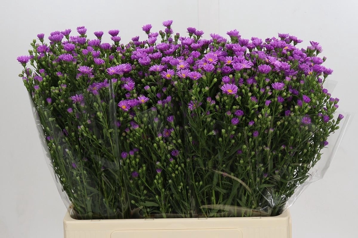 <h4>Aster Casarosa</h4>