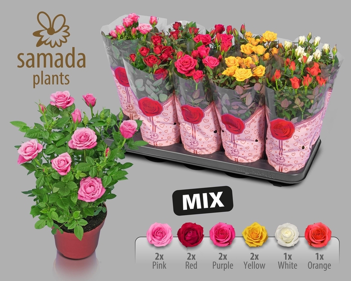 <h4>RO SAMADAPL GEM</h4>