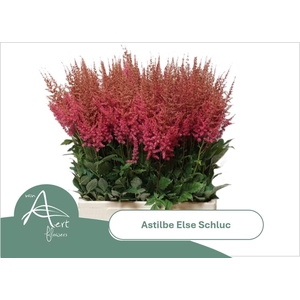 ASTIL AR ELSE SCHLUC