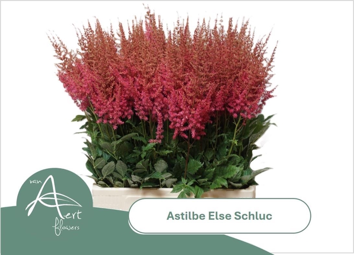 <h4>ASTIL AR ELSE SCHLUC</h4>