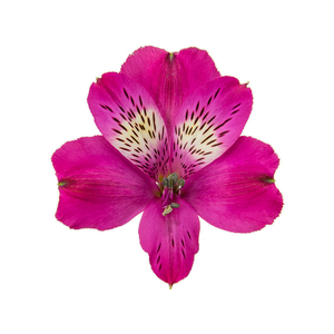 ALSTROEMERIA REAL 080 CM