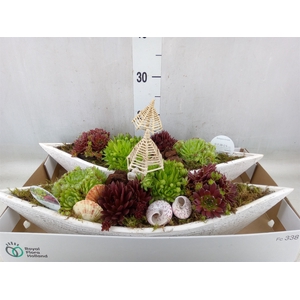 Arr.  Sempervivum L%