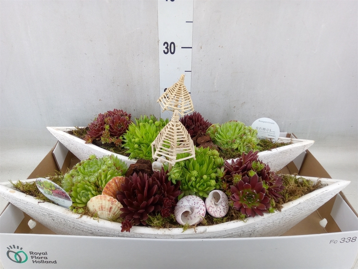<h4>Arr.  Sempervivum L%</h4>