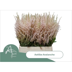 ASTIL JA AVALANCHE
