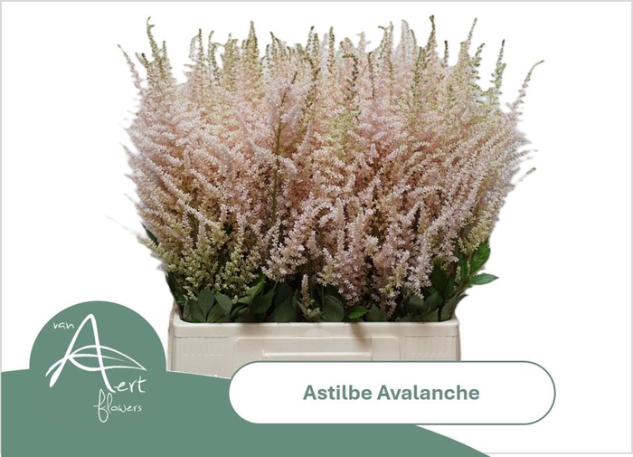 <h4>ASTIL JA AVALANCHE</h4>