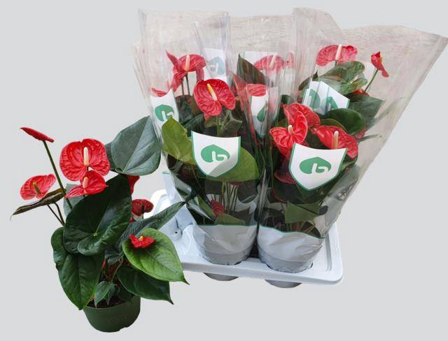 <h4>ANTHU AN MADURAL</h4>