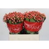 Hypericum Sweet Romance
