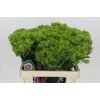 Dianthus Br Kiwi Mellow