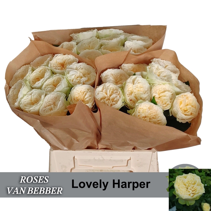<h4>R GR LOVELY HARPER!</h4>